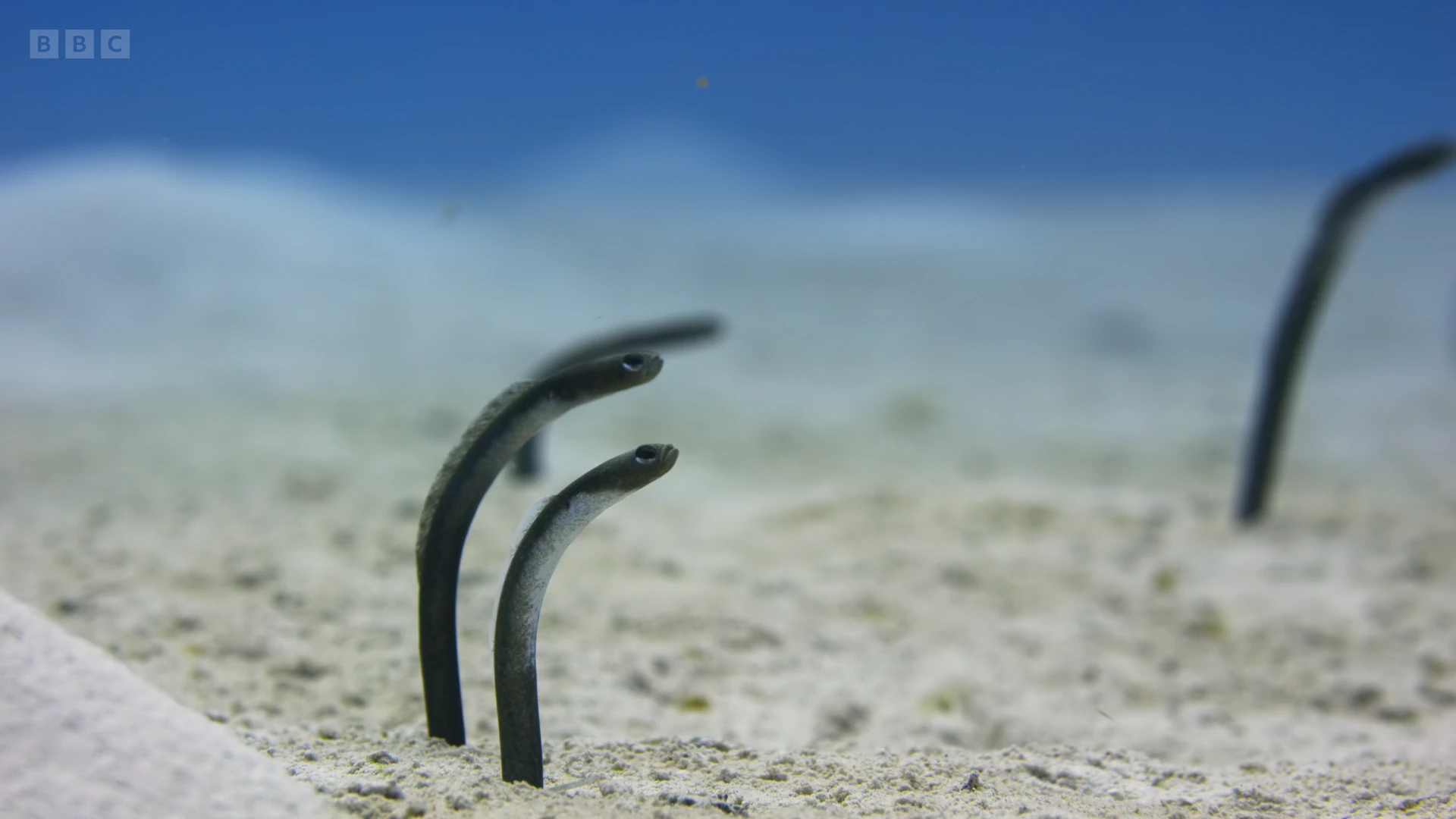 Brown garden eel (Heteroconger longissimus) as shown in A Perfect Planet - Oceans